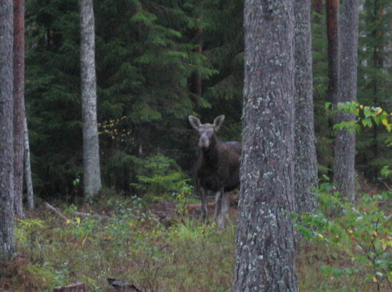 Picture 050
